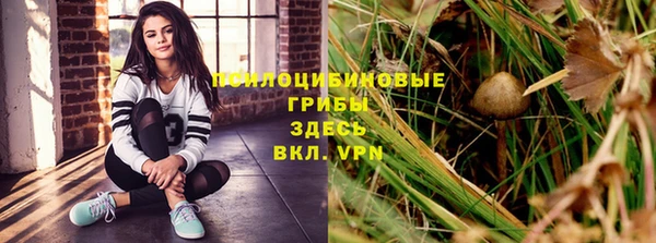 прущие грибы Абдулино